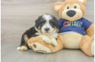 Best Mini Aussiedoodle Baby
