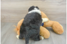 Best Mini Aussiedoodle Baby