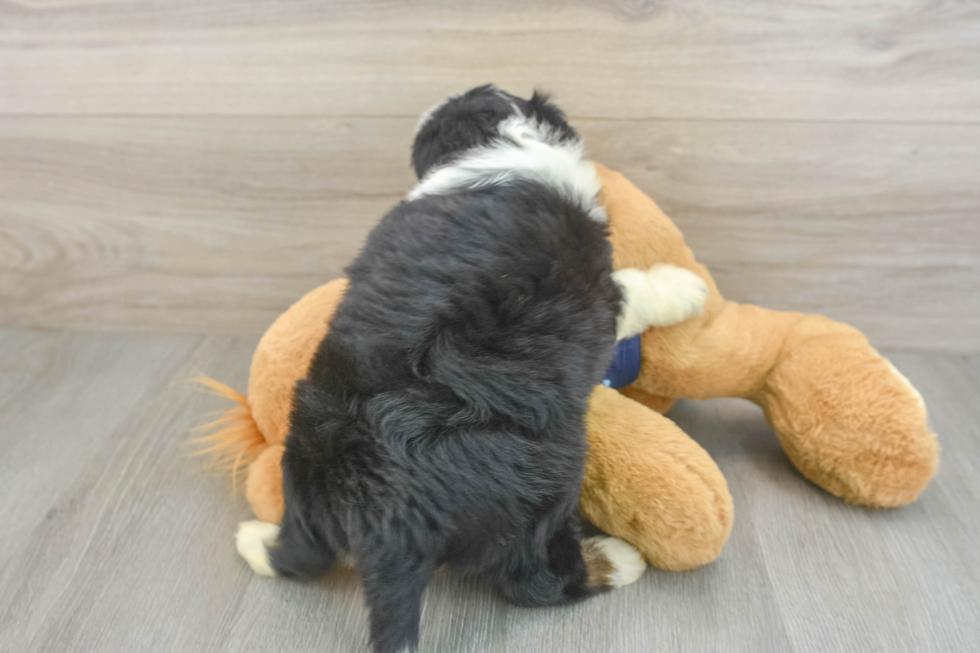 Best Mini Aussiedoodle Baby