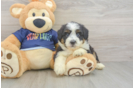 Best Mini Aussiedoodle Baby