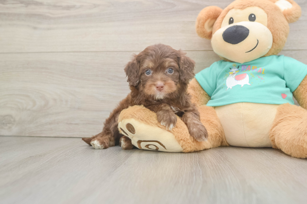 6 week old Mini Aussiedoodle Puppy For Sale - Simply Southern Pups