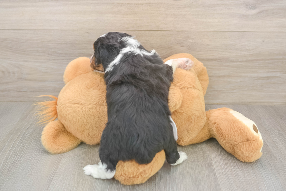 Smart Mini Aussiedoodle Poodle Mix Pup