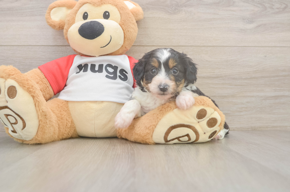 5 week old Mini Aussiedoodle Puppy For Sale - Simply Southern Pups