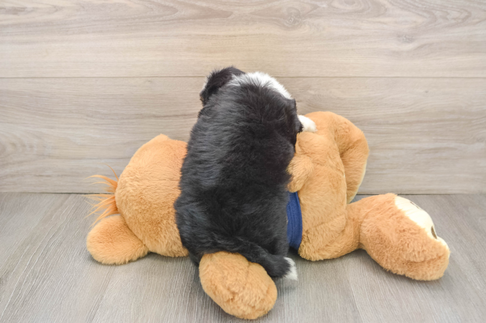 Fluffy Mini Aussiedoodle Poodle Mix Pup