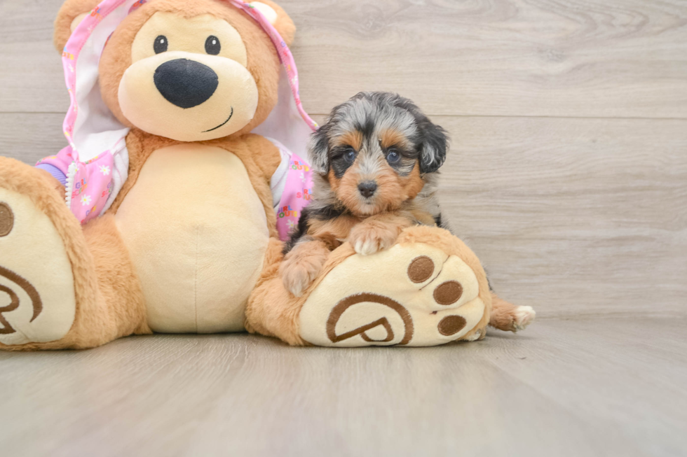 Small Mini Aussiedoodle Baby