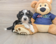 8 week old Mini Aussiedoodle Puppy For Sale - Simply Southern Pups