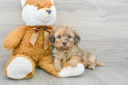 Sweet Mini Aussiedoodle Baby