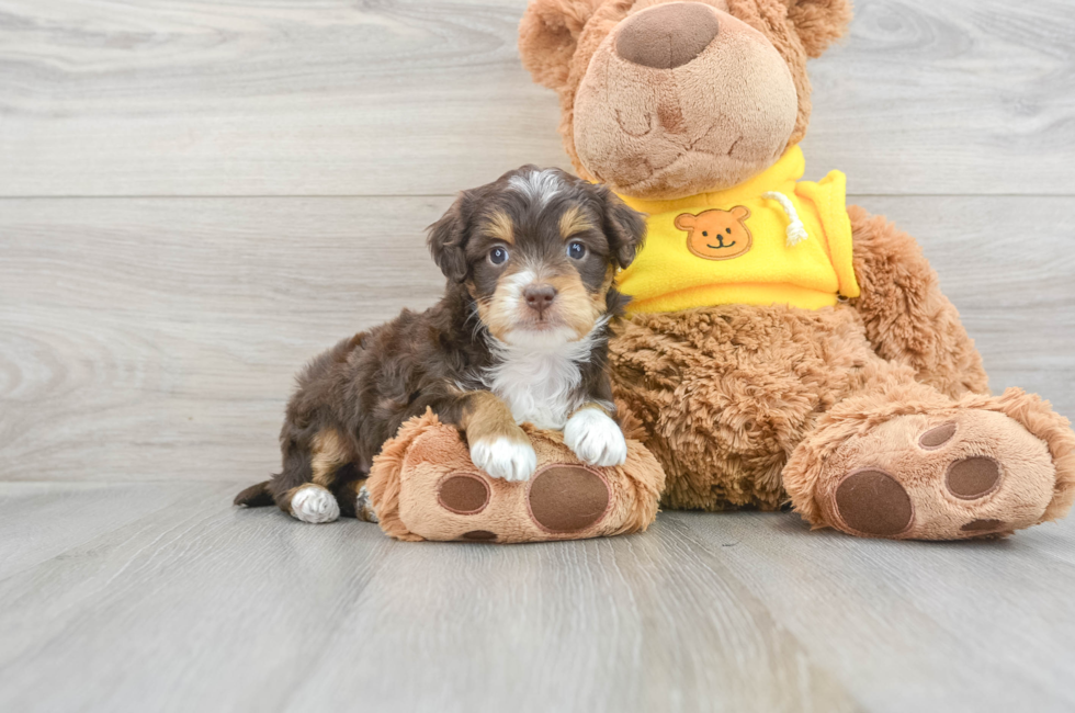 8 week old Mini Aussiedoodle Puppy For Sale - Simply Southern Pups