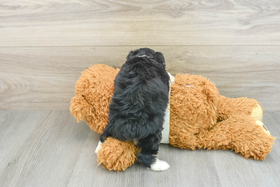 Friendly Mini Aussiedoodle Baby