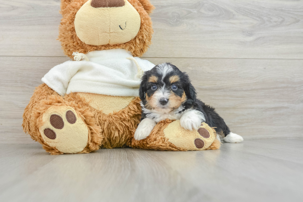 Adorable Mini Australian Shepherd X Poodle Mix Poodle Mix Puppy