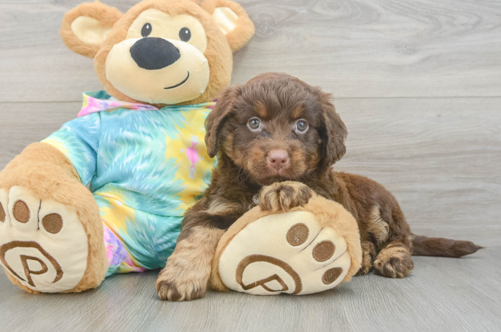 6 week old Mini Aussiedoodle Puppy For Sale - Simply Southern Pups