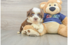 Smart Mini Aussiedoodle Poodle Mix Pup