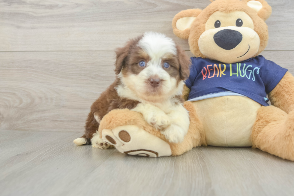 Smart Mini Aussiedoodle Poodle Mix Pup