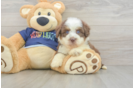 Funny Mini Aussiedoodle Poodle Mix Pup