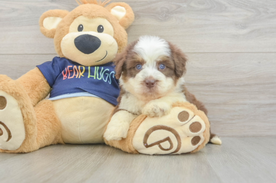 Funny Mini Aussiedoodle Poodle Mix Pup