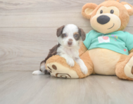7 week old Mini Aussiedoodle Puppy For Sale - Simply Southern Pups
