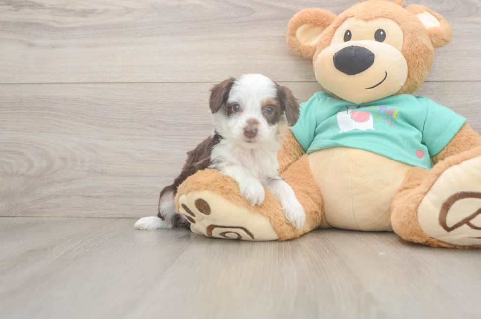5 week old Mini Aussiedoodle Puppy For Sale - Simply Southern Pups