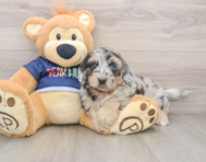 6 week old Mini Aussiedoodle Puppy For Sale - Simply Southern Pups