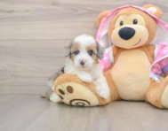 8 week old Mini Aussiedoodle Puppy For Sale - Simply Southern Pups