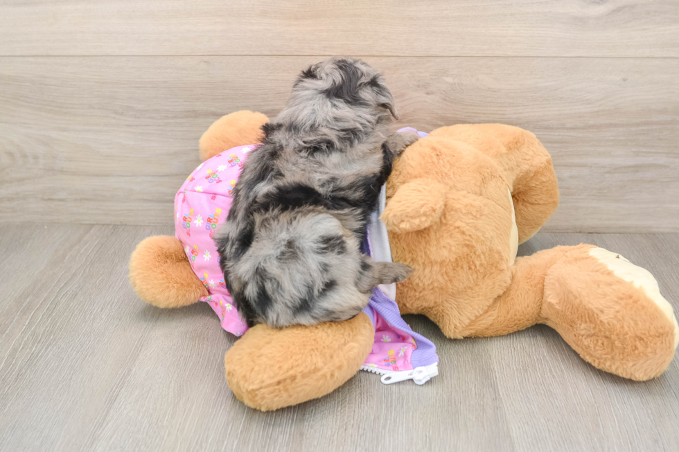 Best Mini Aussiedoodle Baby