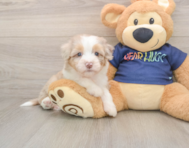 9 week old Mini Aussiedoodle Puppy For Sale - Simply Southern Pups