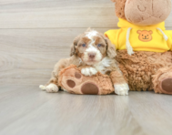 7 week old Mini Aussiedoodle Puppy For Sale - Simply Southern Pups