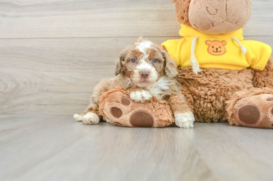 Mini Aussiedoodle Pup Being Cute