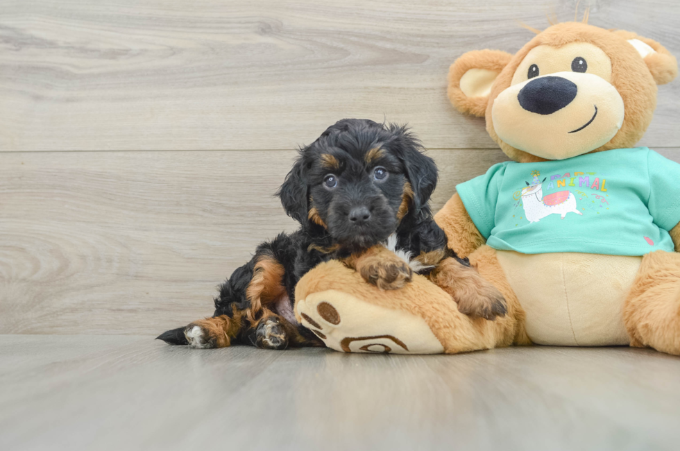 5 week old Mini Aussiedoodle Puppy For Sale - Simply Southern Pups