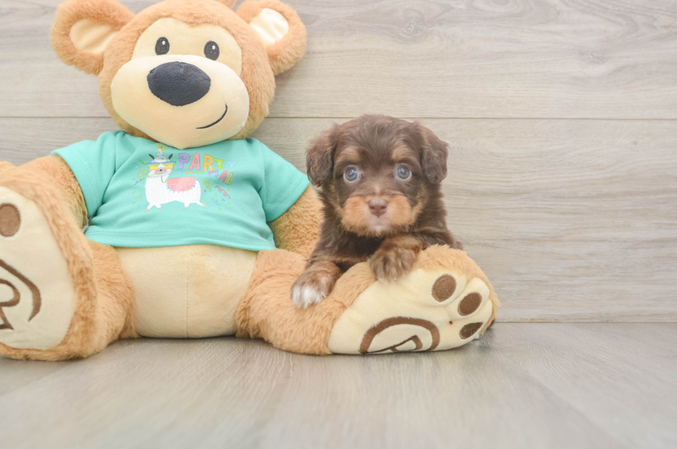 6 week old Mini Aussiedoodle Puppy For Sale - Simply Southern Pups