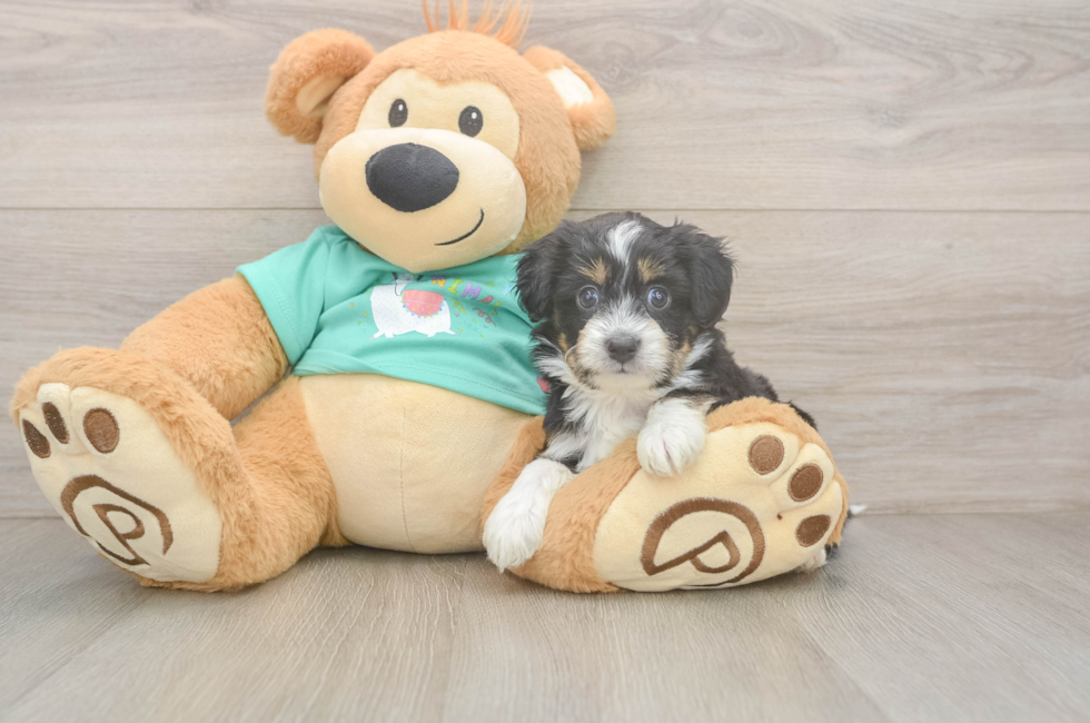 5 week old Mini Aussiedoodle Puppy For Sale - Simply Southern Pups
