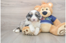 Energetic Aussie Poo Poodle Mix Puppy