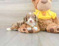 8 week old Mini Aussiedoodle Puppy For Sale - Simply Southern Pups