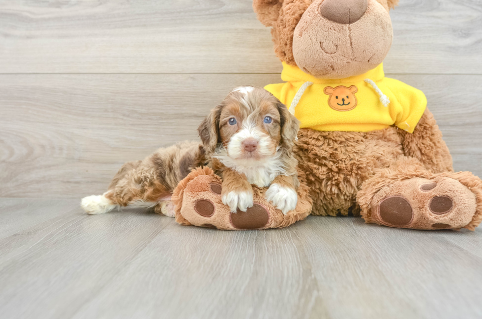 8 week old Mini Aussiedoodle Puppy For Sale - Simply Southern Pups