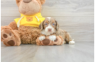 Mini Aussiedoodle Puppy for Adoption