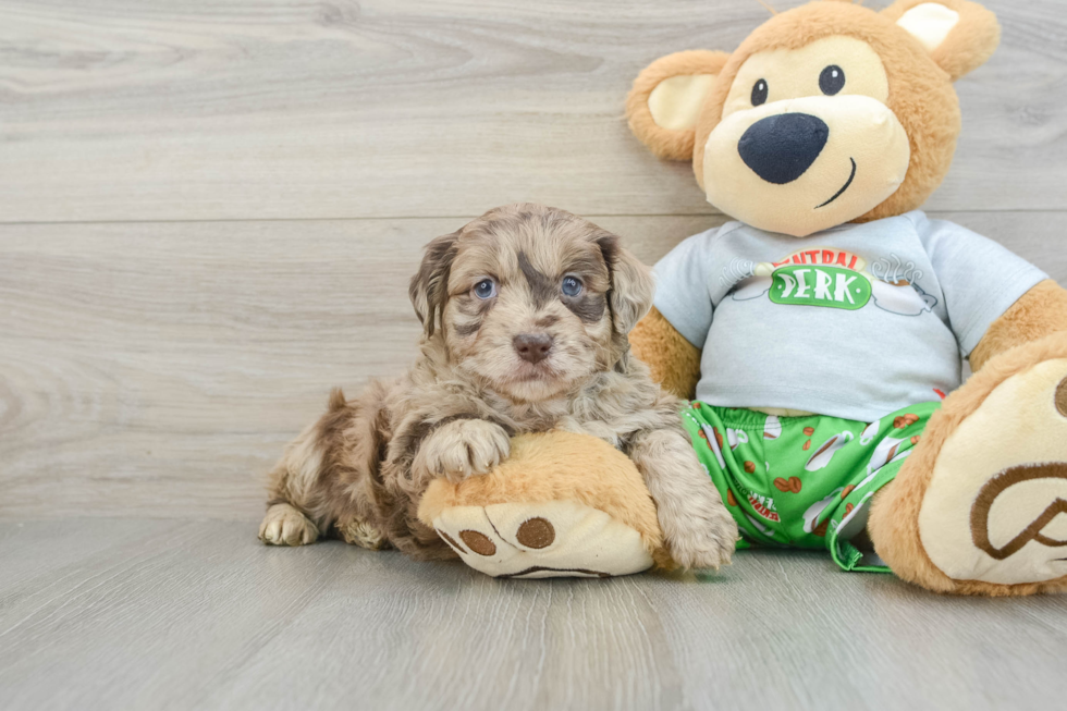 Mini Aussiedoodle Puppy for Adoption