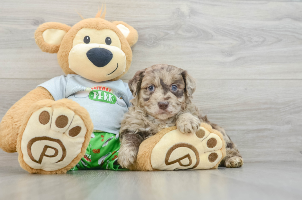 6 week old Mini Aussiedoodle Puppy For Sale - Simply Southern Pups