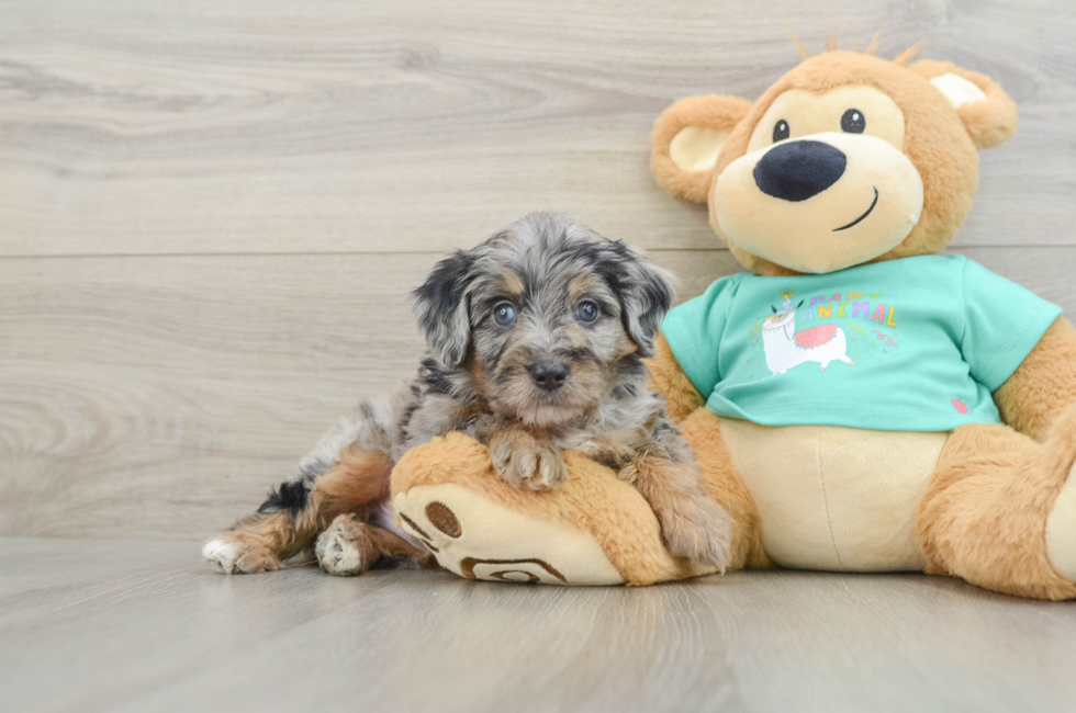 5 week old Mini Aussiedoodle Puppy For Sale - Simply Southern Pups