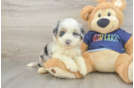 Happy Mini Aussiedoodle Baby