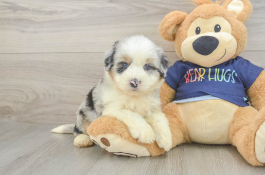 Happy Mini Aussiedoodle Baby