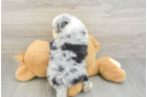 Mini Aussiedoodle Puppy for Adoption