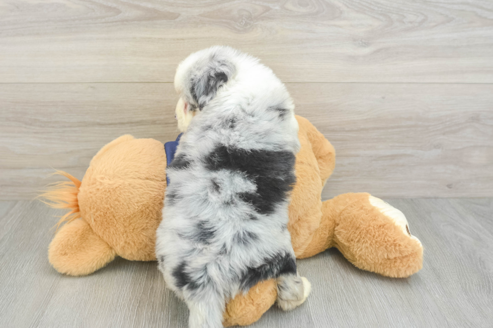 Mini Aussiedoodle Puppy for Adoption