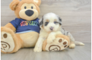 Funny Mini Aussiedoodle Poodle Mix Pup
