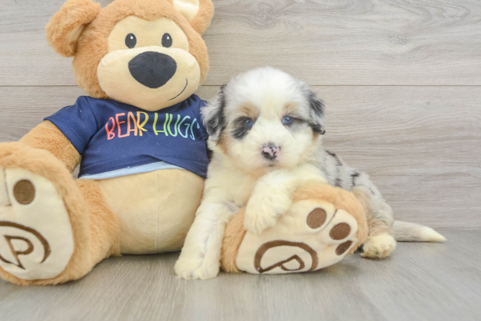 Funny Mini Aussiedoodle Poodle Mix Pup