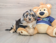 6 week old Mini Aussiedoodle Puppy For Sale - Simply Southern Pups
