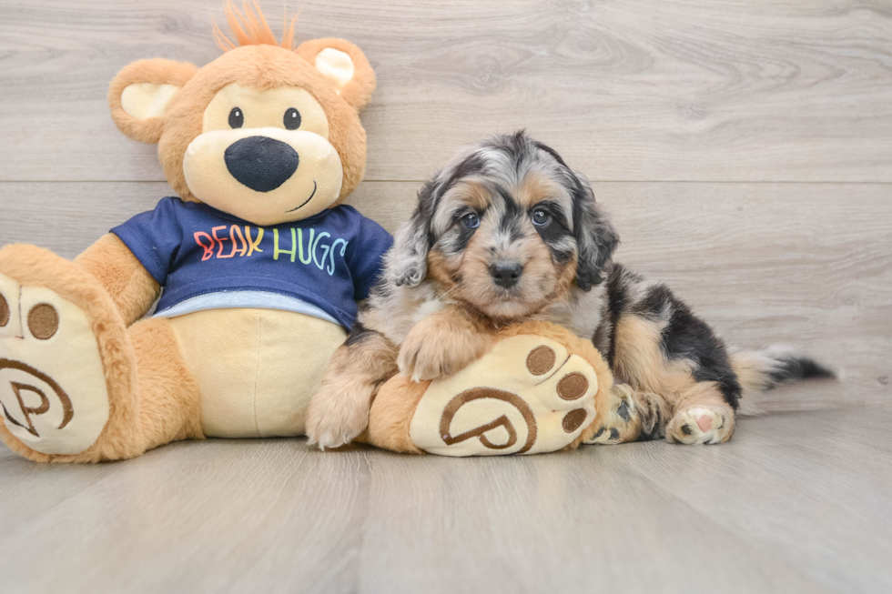 Mini Aussiedoodle Puppy for Adoption