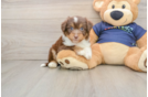 Mini Aussiedoodle Puppy for Adoption