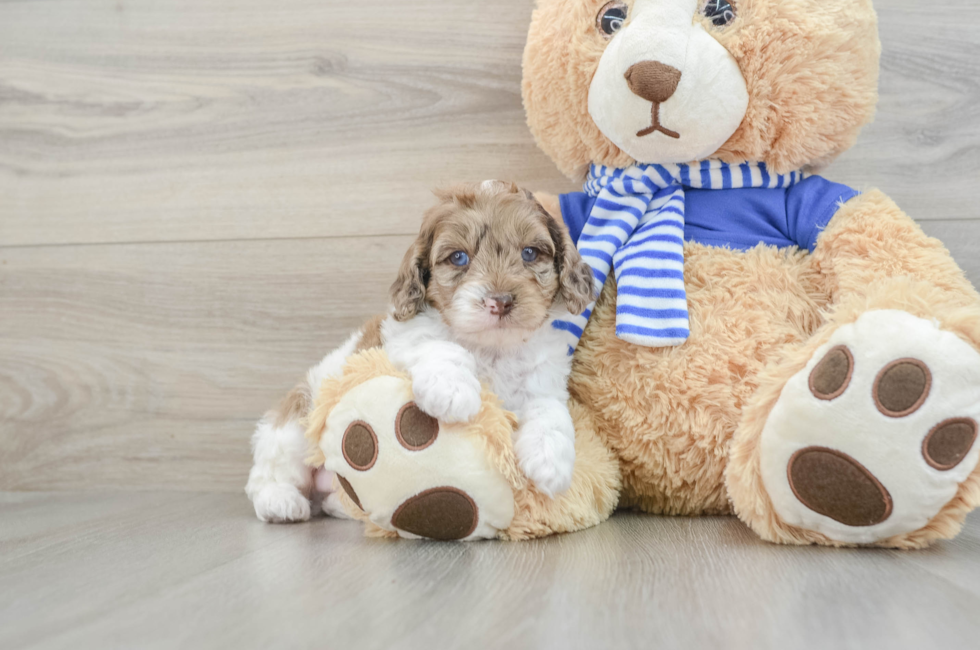 7 week old Mini Aussiedoodle Puppy For Sale - Simply Southern Pups