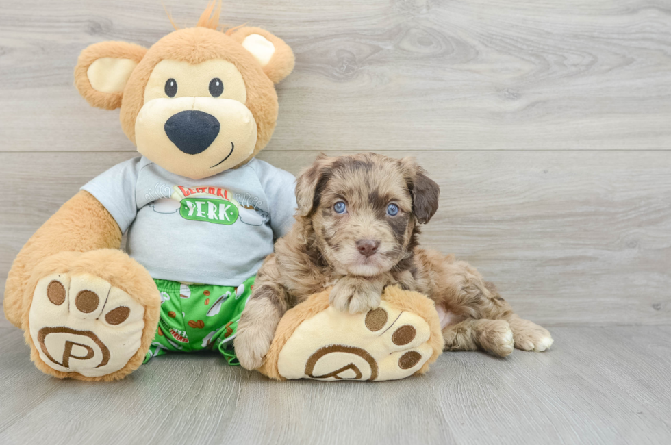 6 week old Mini Aussiedoodle Puppy For Sale - Simply Southern Pups