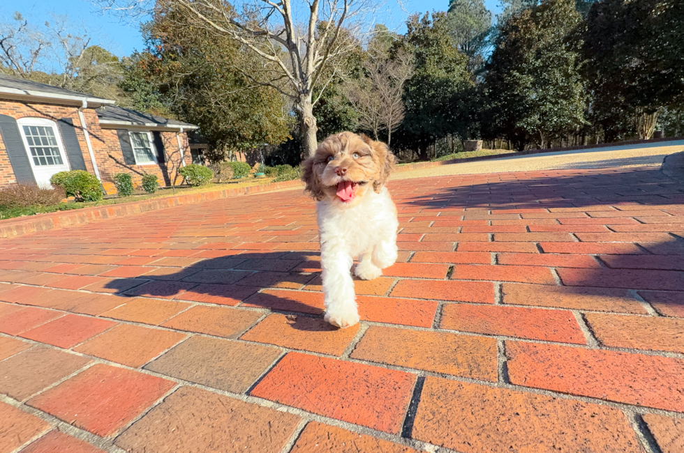 11 week old Mini Aussiedoodle Puppy For Sale - Simply Southern Pups