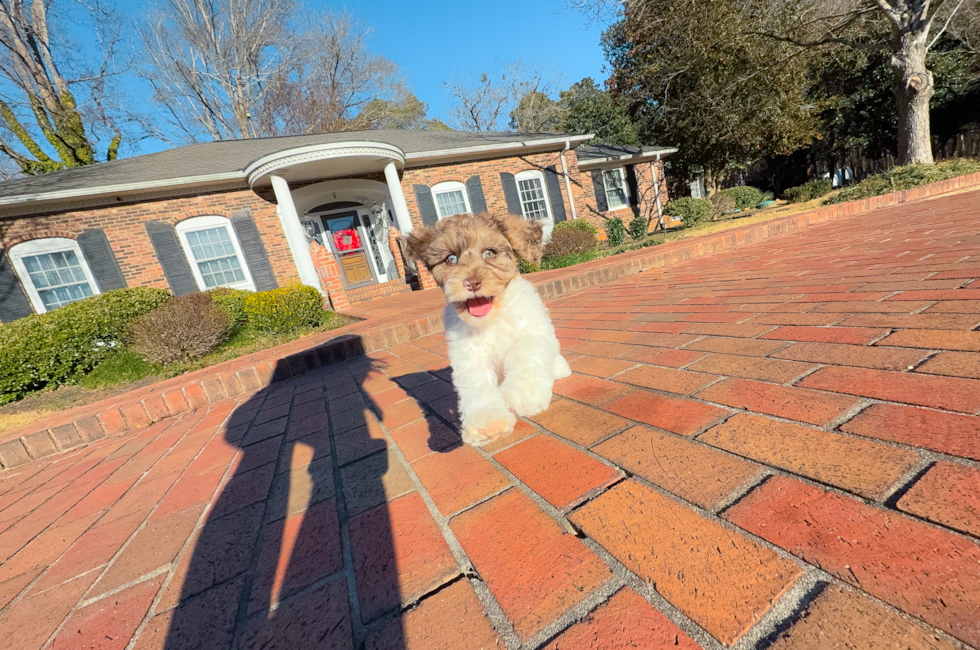 10 week old Mini Aussiedoodle Puppy For Sale - Simply Southern Pups